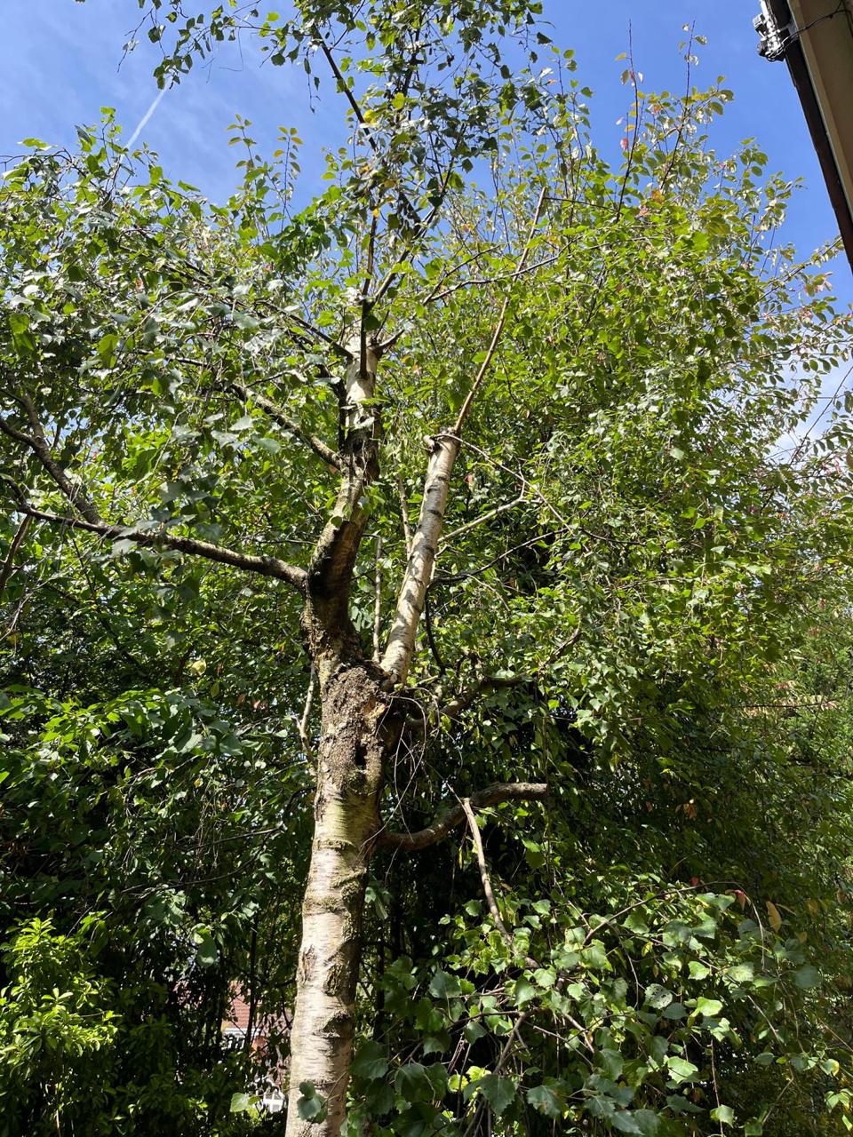 Tree pruning services carried out in Wirral garden